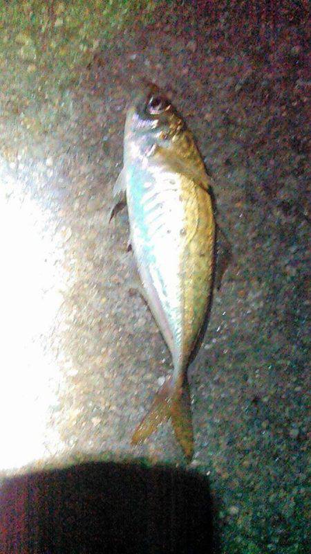 今日もアジさん！